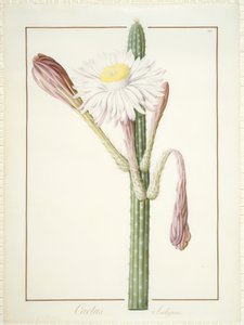 Cactus Ambiguus, 1812 by Pierre Joseph Redouté